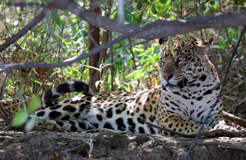 Private Jaguar Safari im Nordpantanal